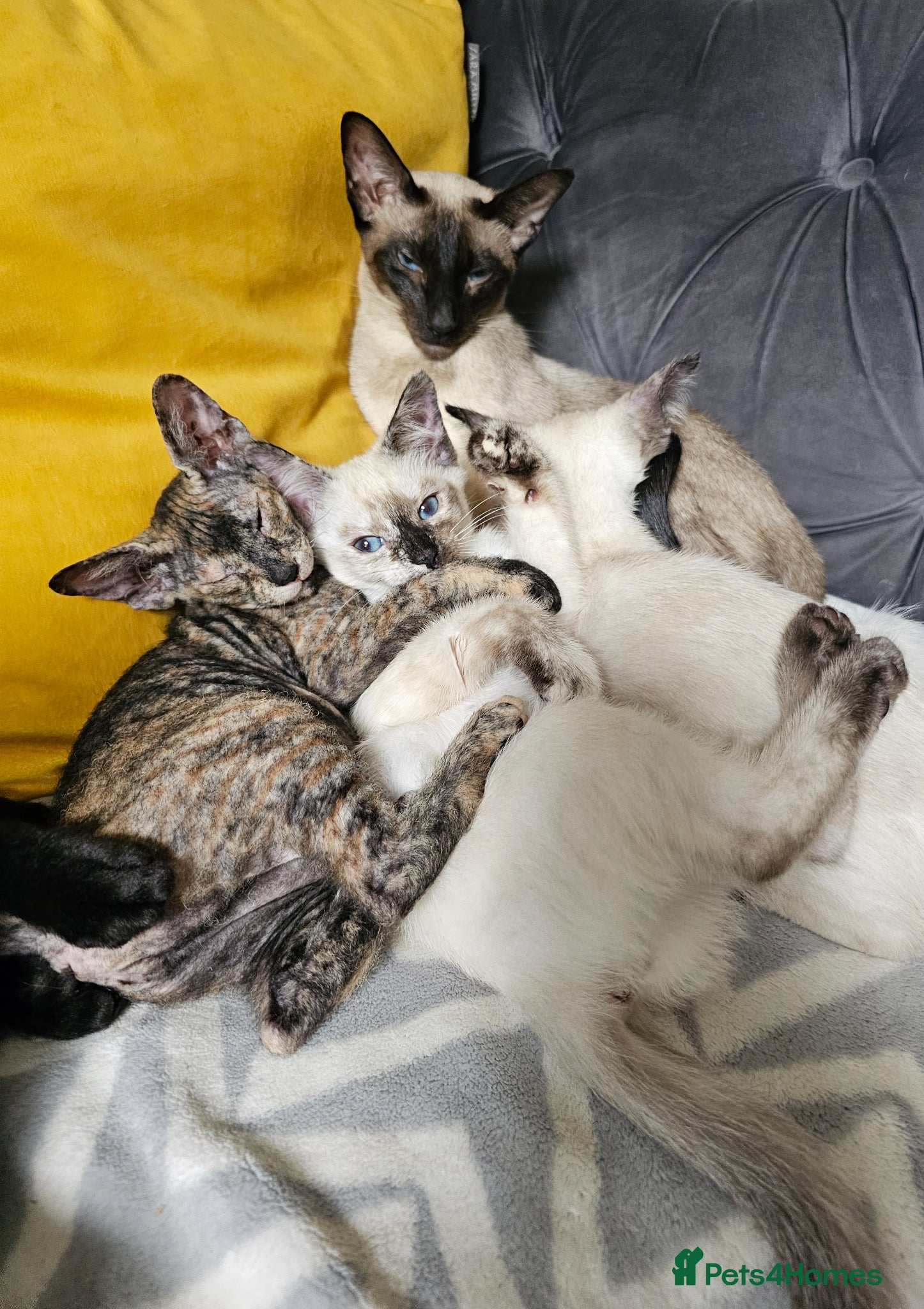 Siamese cats Female cats Siamese and siamese x sphynx - Advert 1