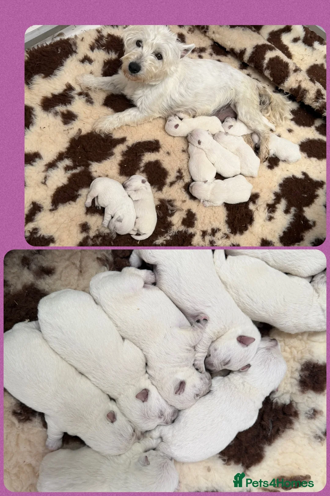 West Highland Terrier dogs for sale: West Highland Terrier Pups - Advert 7