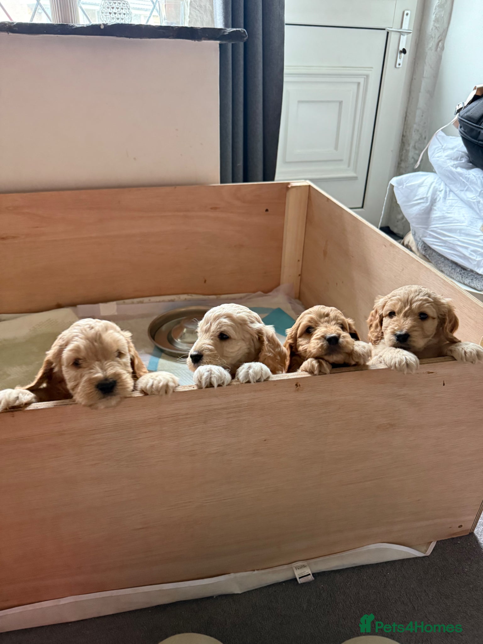 Cockapoo dogs Cockapoo puppies for sale - Advert 17