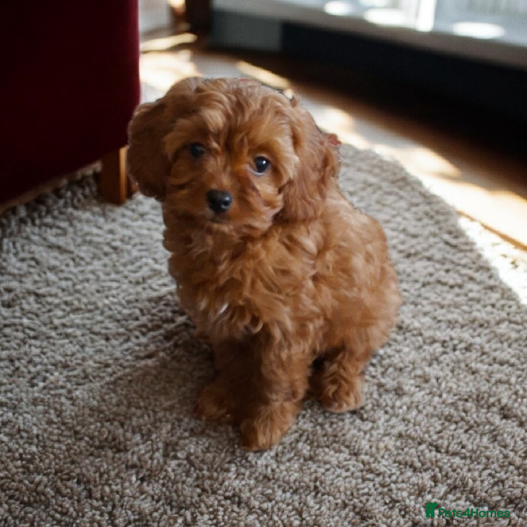 Cavapoo dogs READY Gorgeous red toy cavapoos  - Advert 8