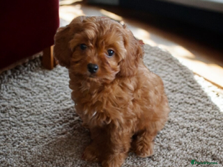 Cavapoo dogs READY Gorgeous red toy cavapoos - Advert 3