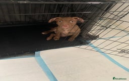 American Bull Staffy dogs for sale: 3 months Staffy X pit bull  - Image 3