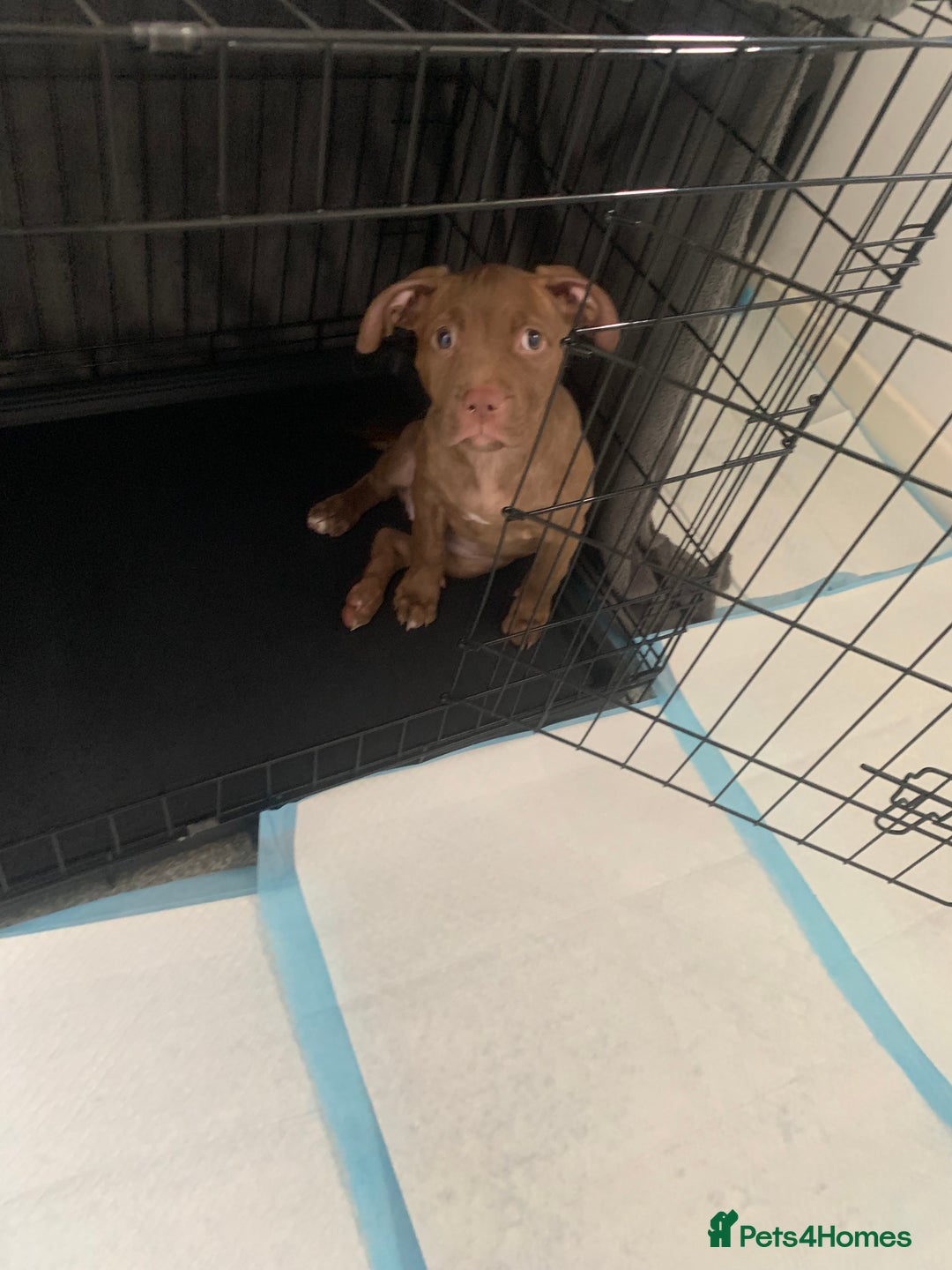 American Bull Staffy dogs for sale: 3 months Staffy X pit bull  - Image 3
