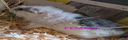 Guinea Pig rodents for sale: Beautiful Baby Guinea Pigs - Males  - Advert 5