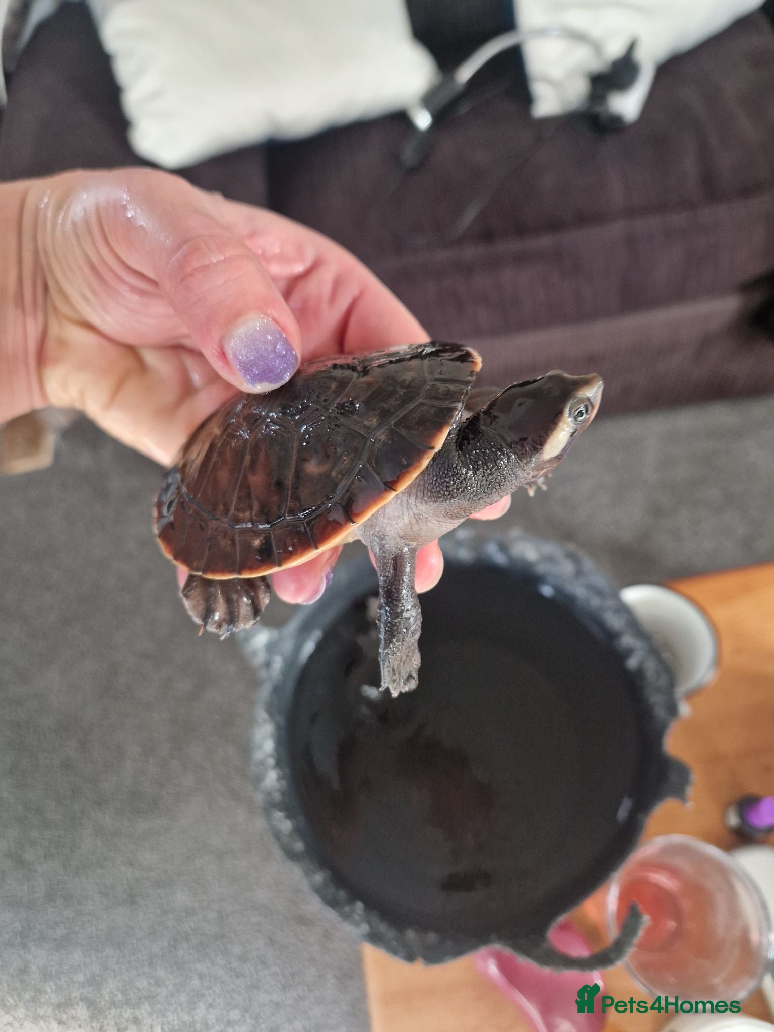 Turtle reptiles Pink bellied sideneck turtles - Advert 1