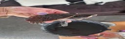 Turtle reptiles for sale: Pink bellied sideneck turtles in Eastleigh - Advert 1