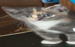 British Shorthair cats for sale: British short hair kittens  - Image 4