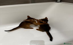 Abyssinian cats for sale: Perfect girl Ready to Go 💝 - Image 4