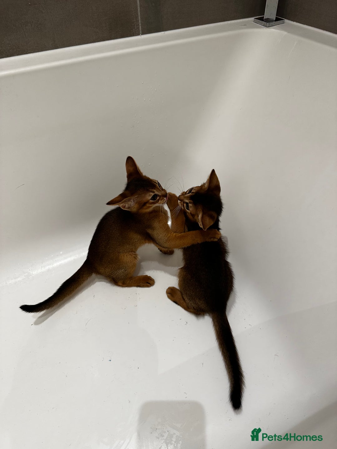 Abyssinian cats for sale: Perfect girl Ready to Go 💝 - Image 4
