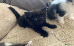 Mixed Breed cats for sale: Sweet Kittens  - Image 7