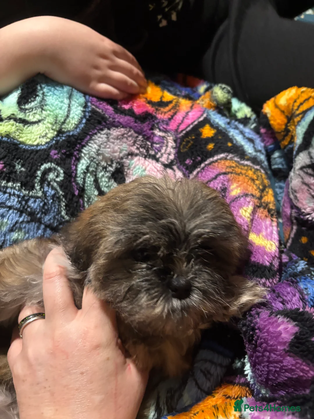 Shih Tzu dogs for sale: Adorable Puppies Looking for Their Forever Homes  - Advert 4