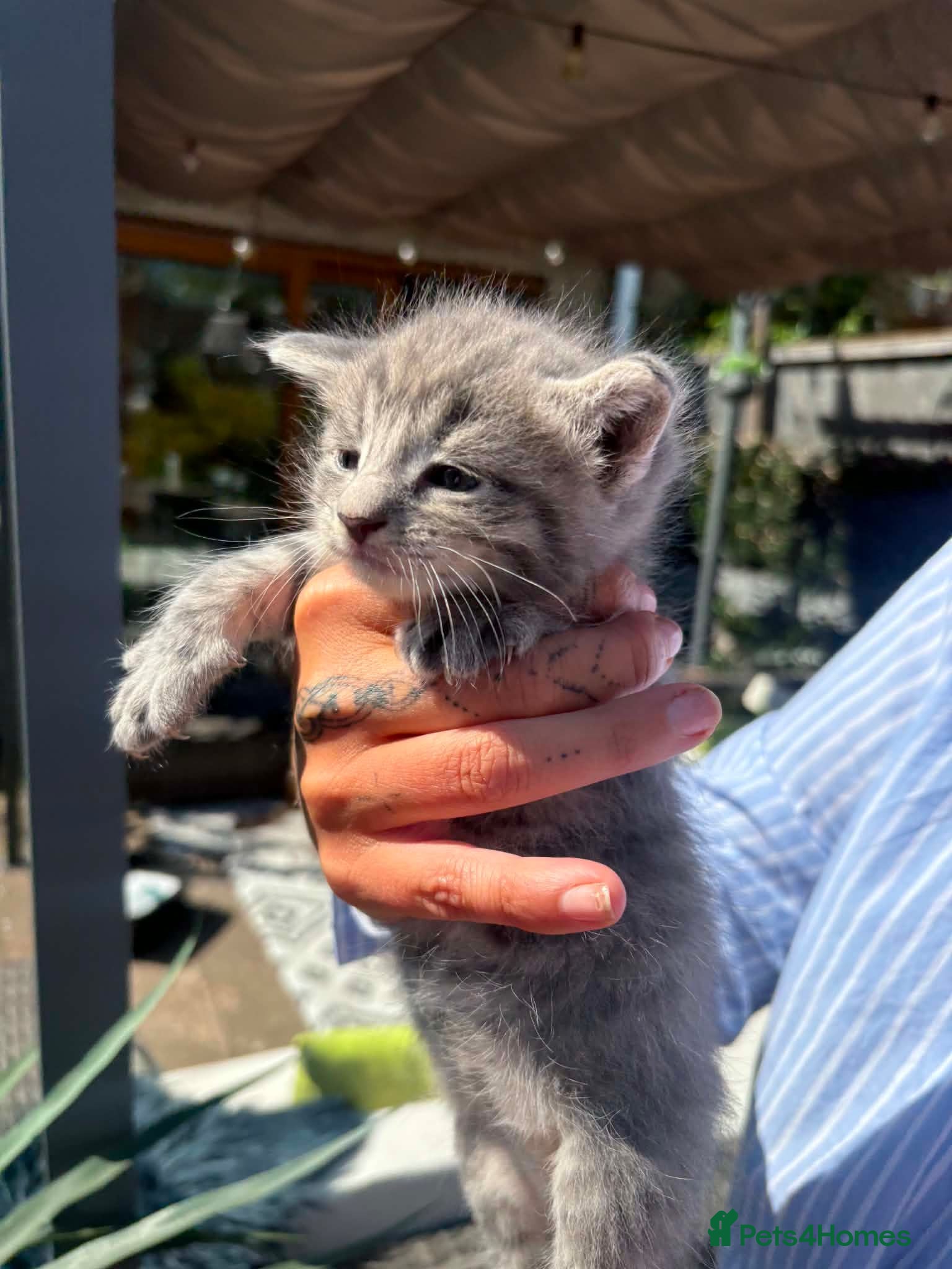Maine Coon cats for sale: Mainecoon kittens blue/slivers greys  - Advert 2