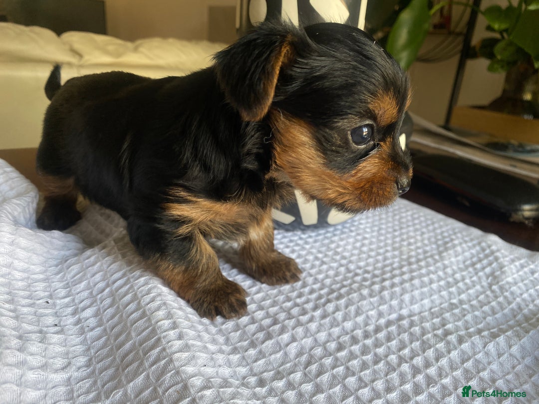 Yorkshire Terrier dogs for sale: Yorkshire Terrier puppies  - Image 9