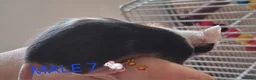 Mouse rodents for sale: MALE FANCY MICE 🐁🐾 in South Shields - Advert 21