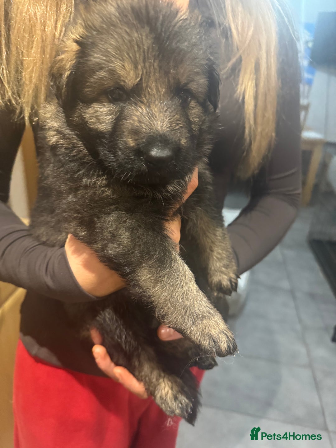 German Shepherd dogs for sale: Rockforce Long Haired German Shepherd Puppies - Advert 14