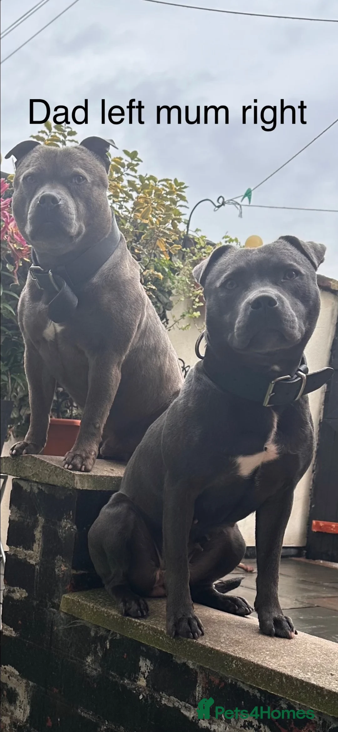 Staffordshire Bull Terrier dogs for sale: 🐾 5 Beautiful blue staff Puppies! 🐾   in Oldham - Advert 1