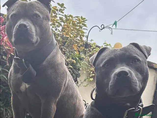 Staffordshire Bull Terrier dogs for sale: 🐾 5 Beautiful blue staff Puppies! 🐾 - Advert 2