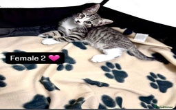 Domestic Shorthair cats for sale: 4 kittens available  - Image 7