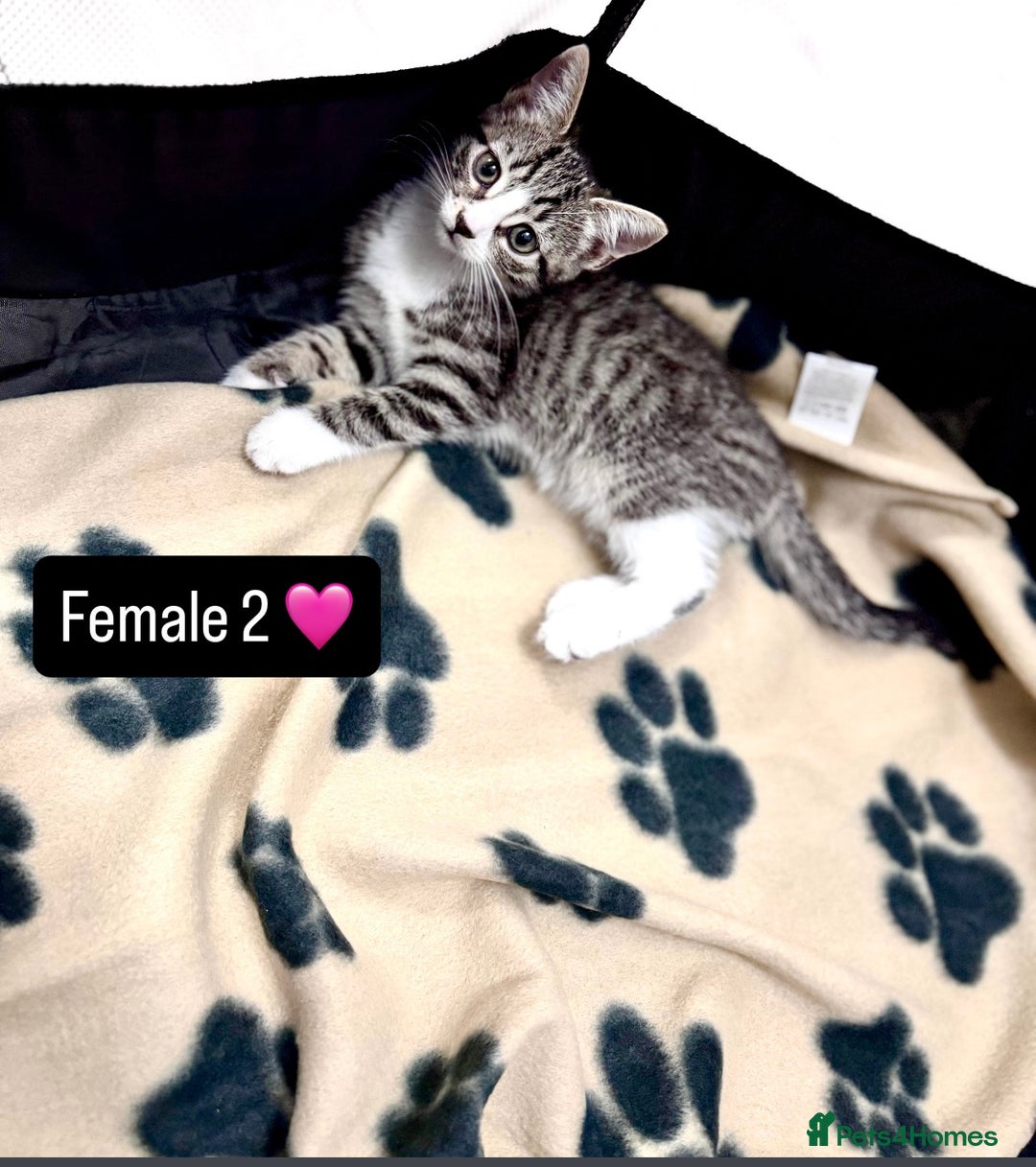 Domestic Shorthair cats for sale: 4 kittens available  - Image 7