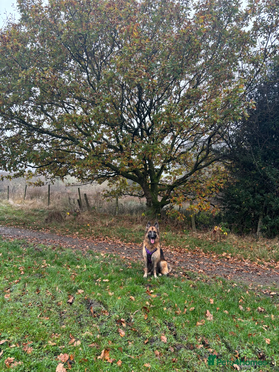 German Shepherd dogs for sale: Bella - German Shepherd looking for a forever home - Advert 5