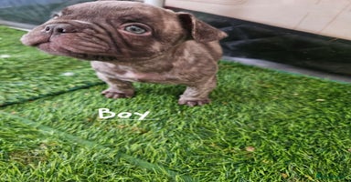 French Bulldog dogs - Advert 10