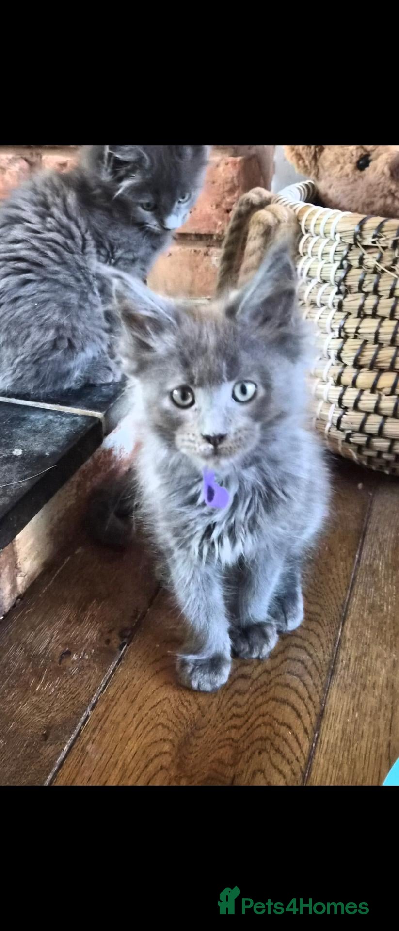 Maine Coon cats Maine coon pedigree kittens  - Advert 4