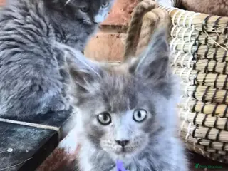 Maine Coon cats Maine coon pedigree kittens - Advert 4