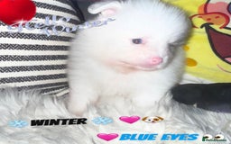 Pomeranian dogs for sale: ✨🐶SPECIAL SMALL SKY🩵BLUE 👀 POMS🐶✨ - Image 13