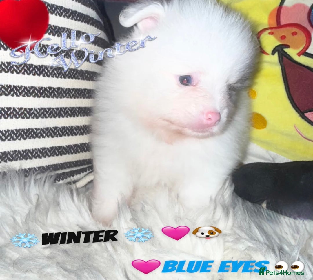 Pomeranian dogs for sale: ✨🐶SPECIAL SMALL SKY🩵BLUE 👀 POMS🐶✨ - Image 13