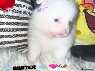 Pomeranian dogs - Advert 6