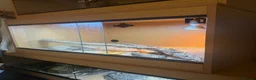Skink reptiles for sale: Berber Skink with Set Up - Advert 3