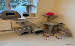 Ragdoll cats for sale: my LEO - Image 5