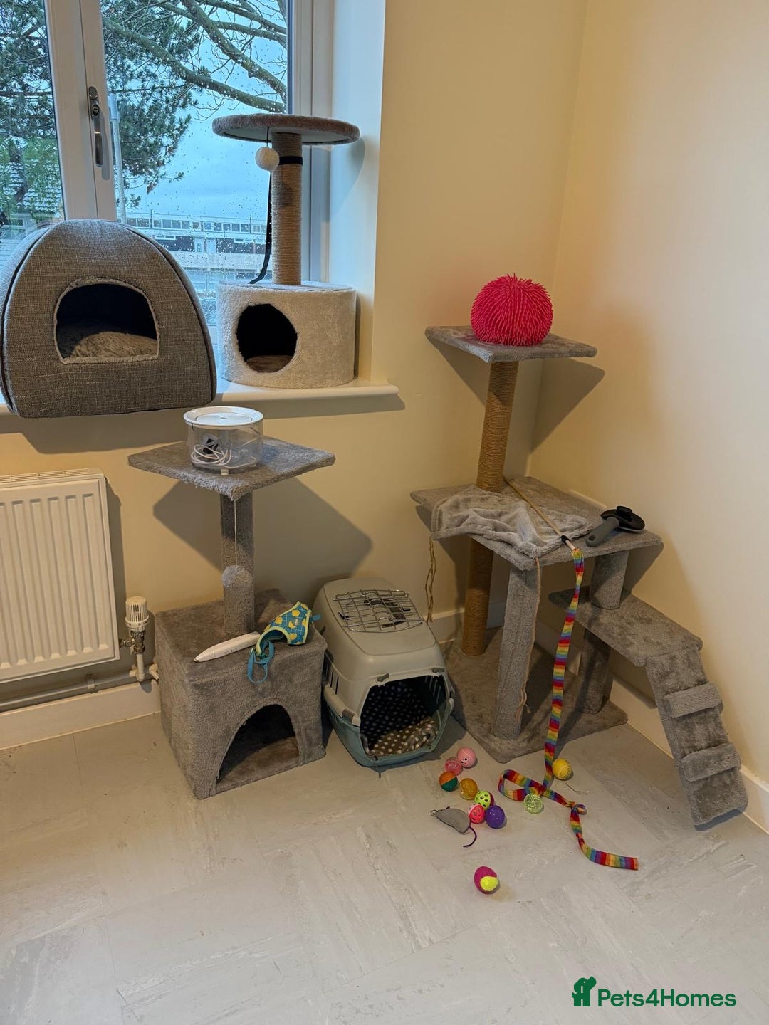 Ragdoll cats for sale: my LEO - Image 5