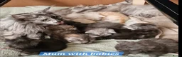 Maine Coon cats for sale: Beautiful fluffy Maine Coon pedigree kittens - Advert 4