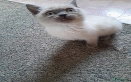 British Shorthair cats for sale: British shorthair kittens purebred  in Gloucester - Image 3