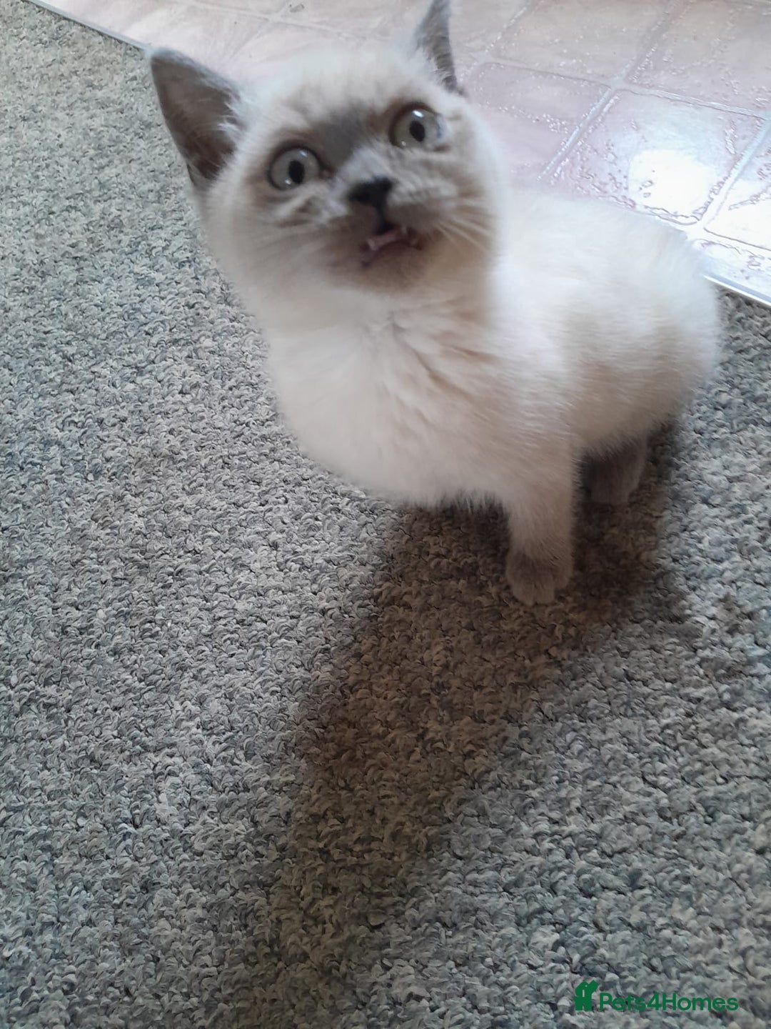 British Shorthair cats for sale: British shorthair kittens purebred  in Gloucester - Image 3