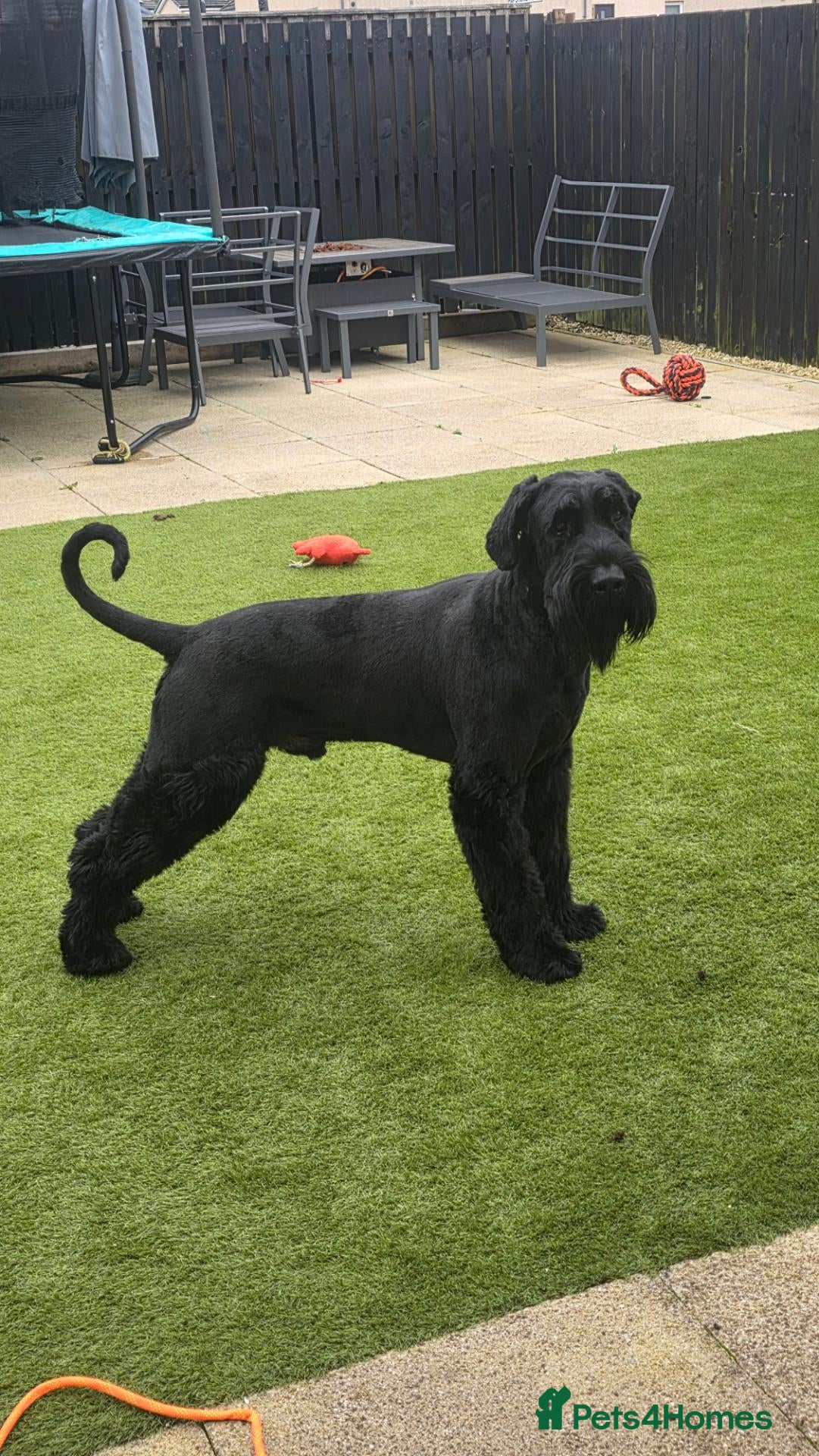 Giant Schnauzer dogs for stud: Giant schnauzer Stud - Advert 23