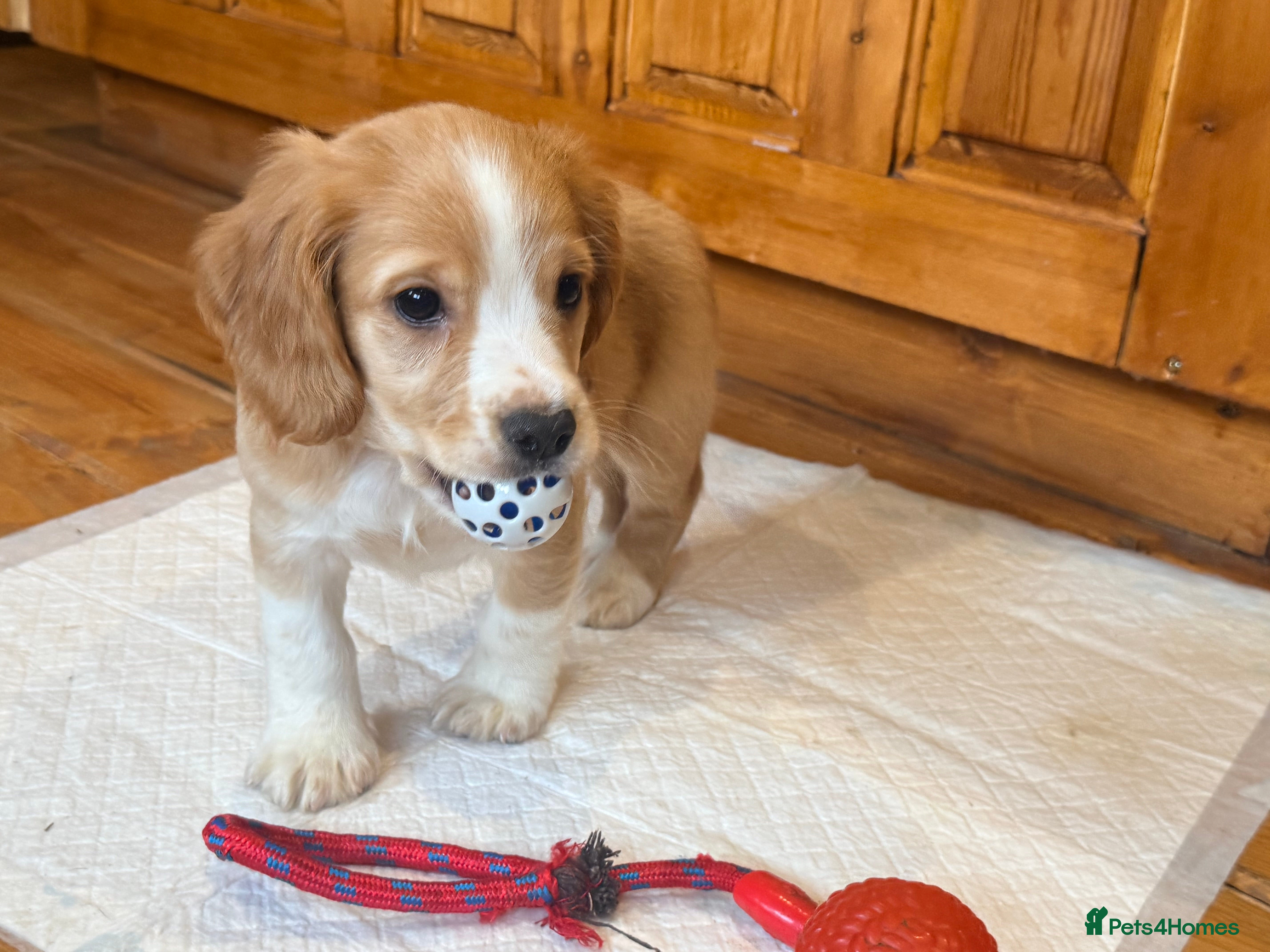 Cocker Spaniel dogs  cocker spaniels,  2 boy pups left  - Advert 3