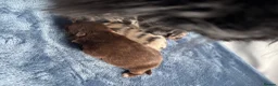 Pomeranian dogs for sale: Primroses precious Pom pups - Advert 11