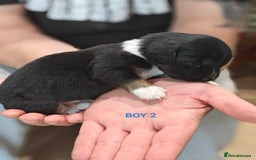 Mixed Breed dogs for sale: Jackweenie puppies - Image 8