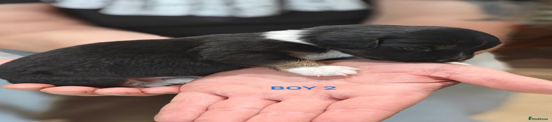 Mixed Breed Puppy 2