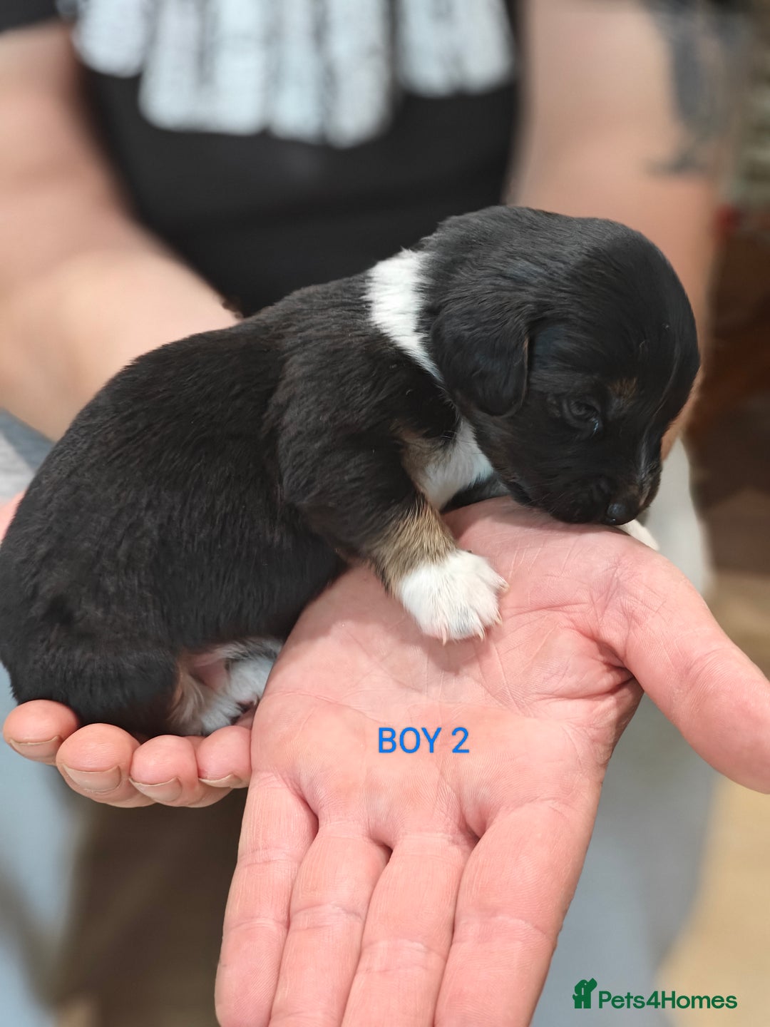 Mixed Breed dogs for sale: Jackweenie puppies - Image 8