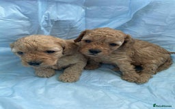 Cavapoo dogs for sale: Cavapoo puppies boys and girls available - Image 2