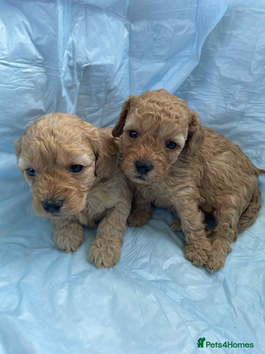 Cavapoo dogs for sale: Cavapoo puppies boys and girls available - Image 2
