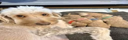 Labradoodle dogs for sale: Multi generation miniature Labradoodle - Advert 14