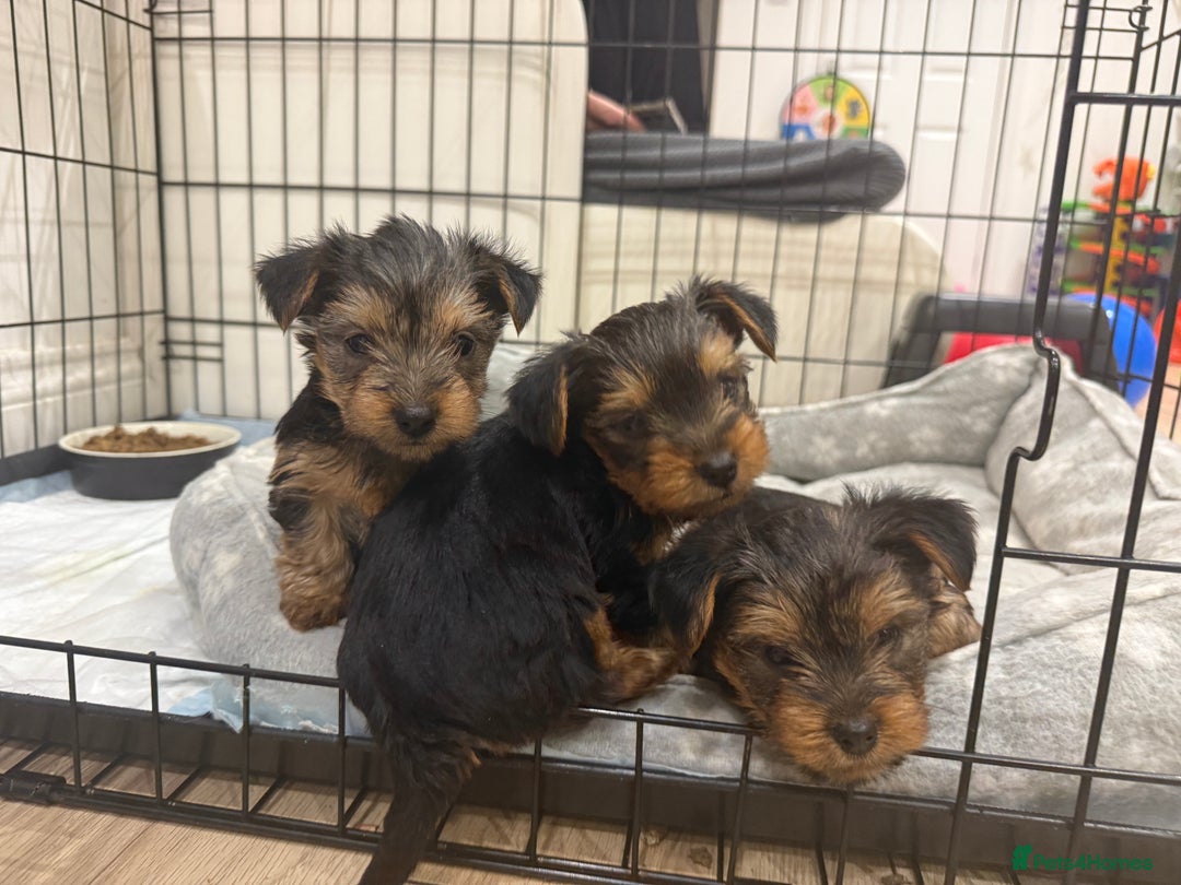 Yorkshire Terrier dogs for sale: Yorkshire puppy - Advert 11