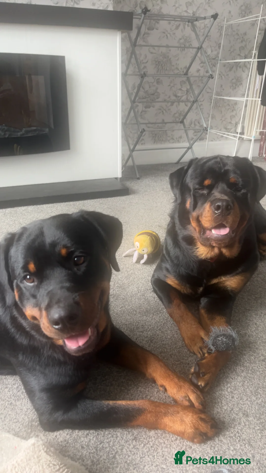 Rottweiler dogs for sale: Family raised Rottweiler pair  - Advert 2