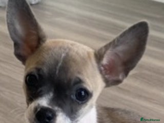 Chihuahua dogs for sale - Advert 1