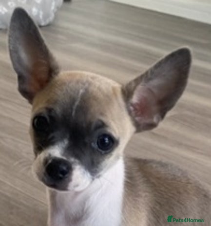 Chihuahua dogs - Advert 1