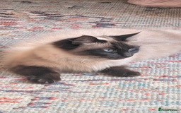 Ragdoll cats for sale: Ragdoll - home reared kittens - Image 9